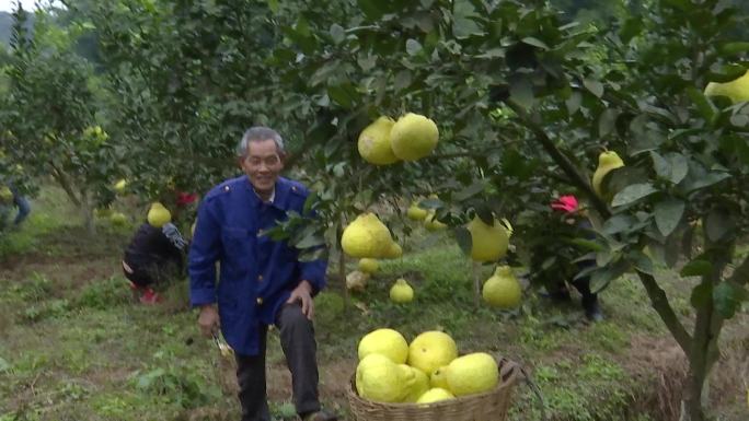 果农家人采摘柚子