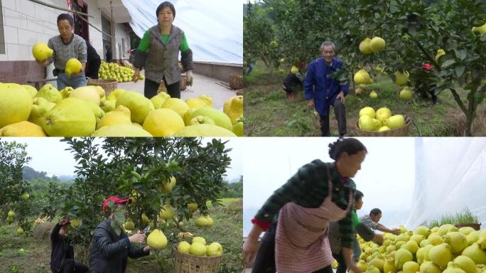 果农家人采摘柚子