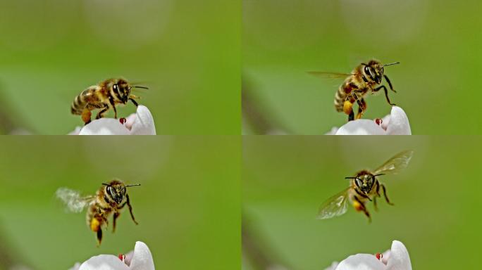 采花粉的蜜蜂采蜜花朵飞行