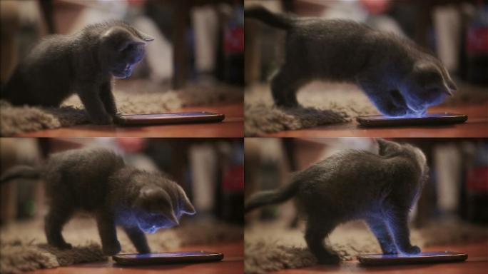 可爱的小猫在玩手机