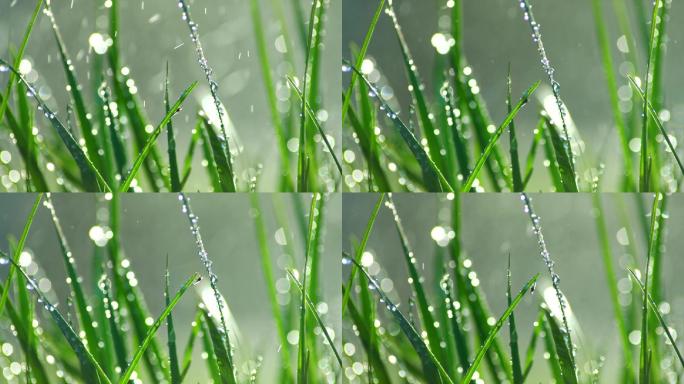 草丛绿叶水珠水滴-3