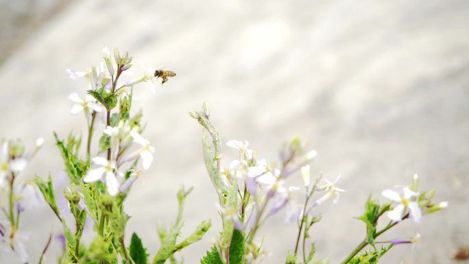 蜜蜂飞行素材