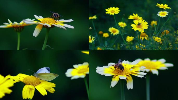 花蜜蜂蝴蝶采蜜