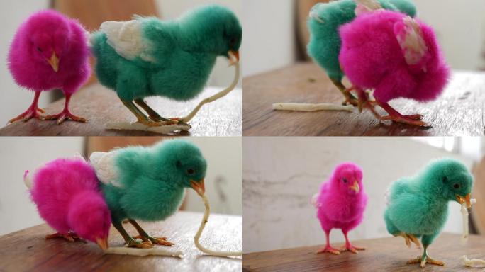 小鸡崽彩色小鸡可爱的小动物小鸡争食