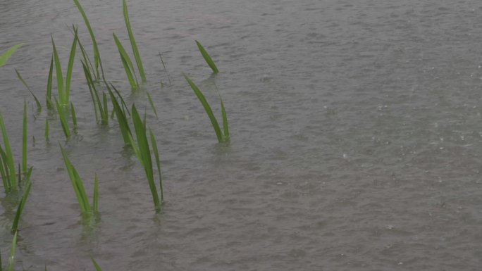 暴雨雨滴积水