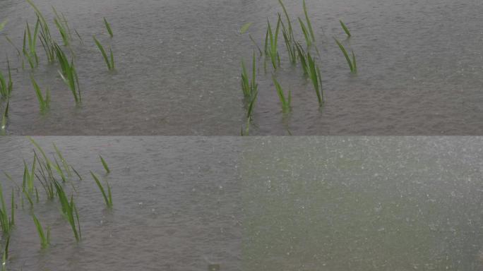 暴雨雨滴积水