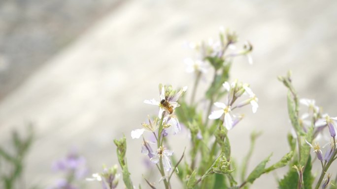 蜜蜂飞行素材