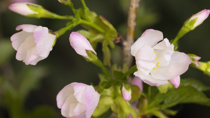 实拍从吐芽到盛开桃花开放的延时