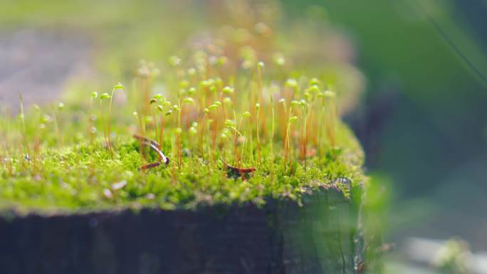 长青苔的树桩