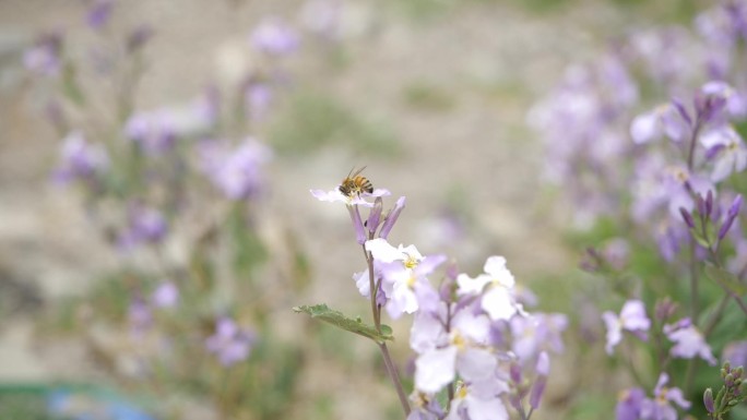 蜜蜂飞行素材