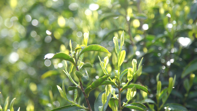 茶农采茶