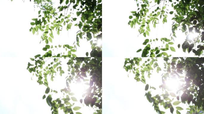 树叶逆光，初夏，夏日素材