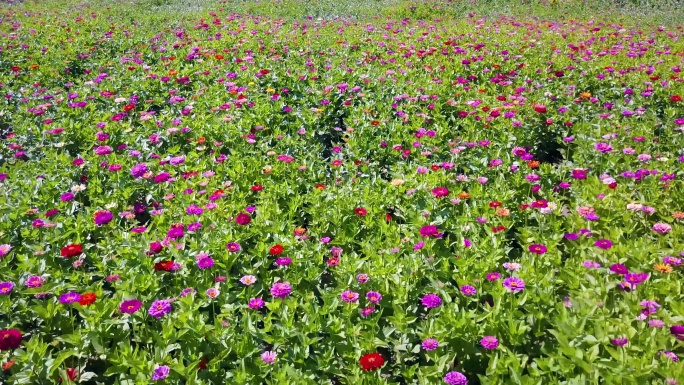 航拍雏菊马兰头花太阳菊