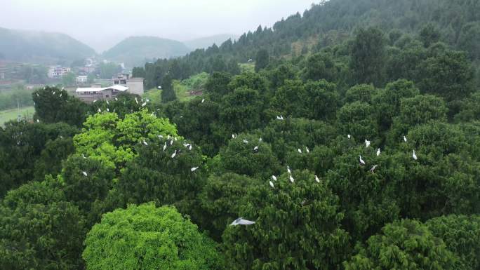 4K航拍农村白鹭鸟飞生态森林2组