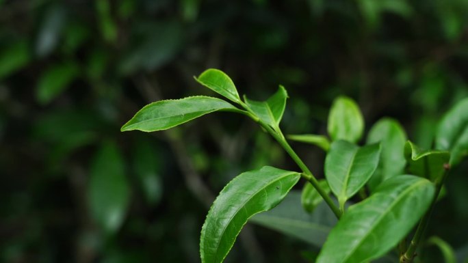 单丛茶鸭屎香