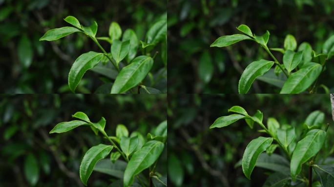 单丛茶鸭屎香