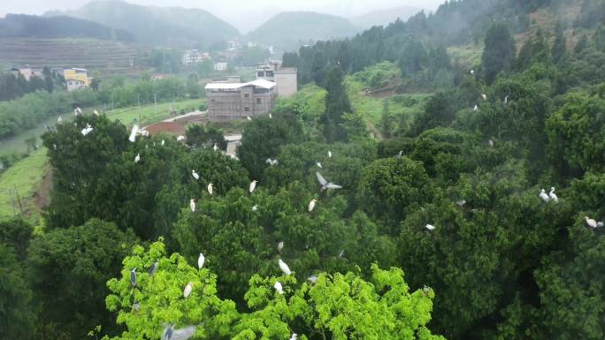 4K航拍雨后森林白鹭鸟林2组