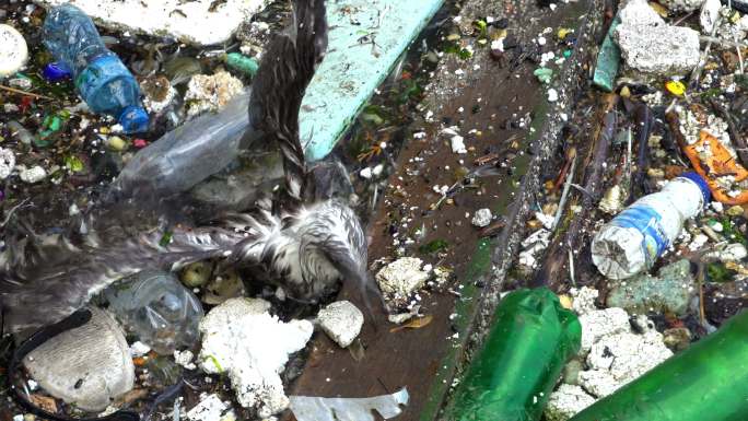 肮脏污染的海面上的海鸥