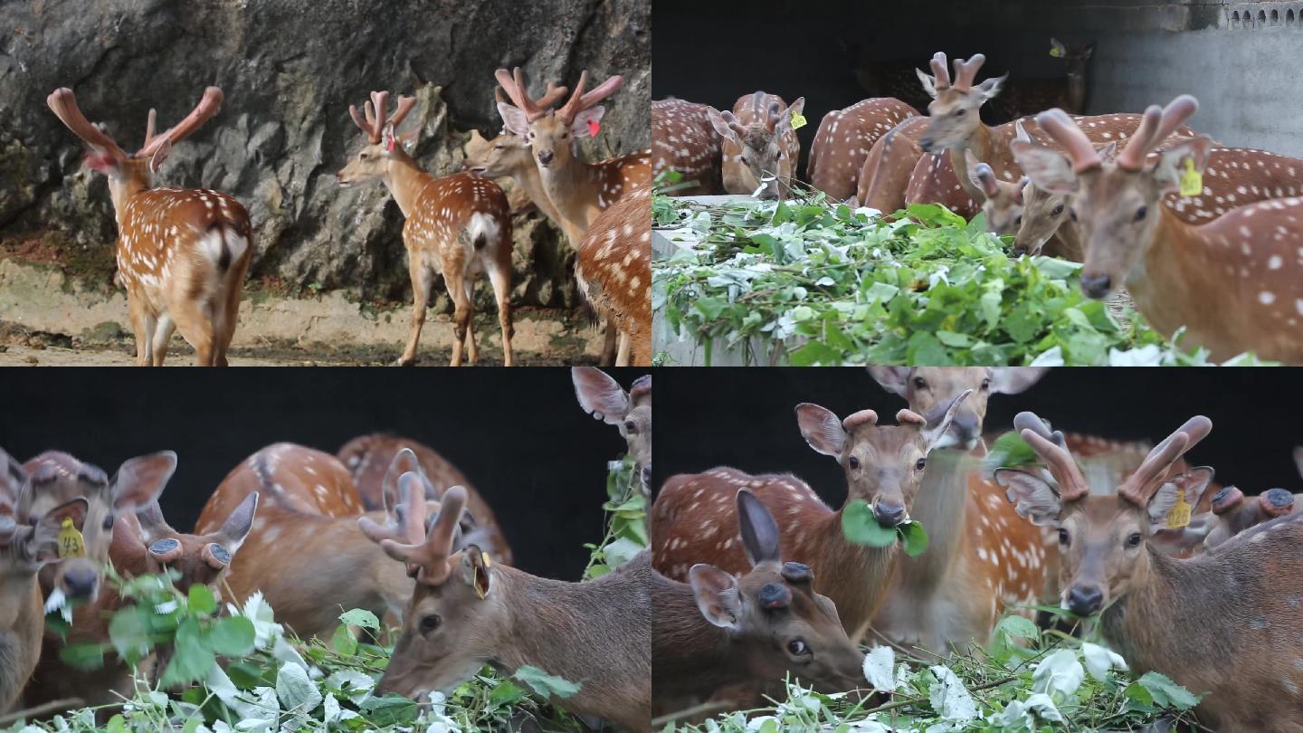 牧场梅花鹿