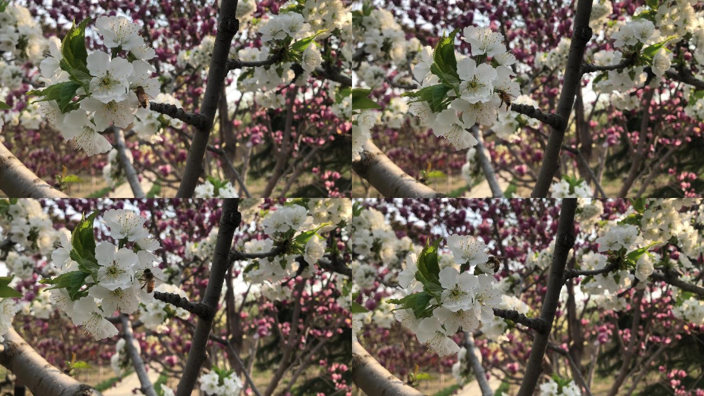 蜜蜂采花风景动物4K视频素材