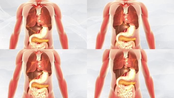 人体恢复机能恢复器官透明人机理动画