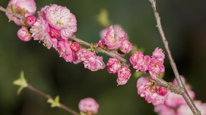 花开的延时植物生长延时