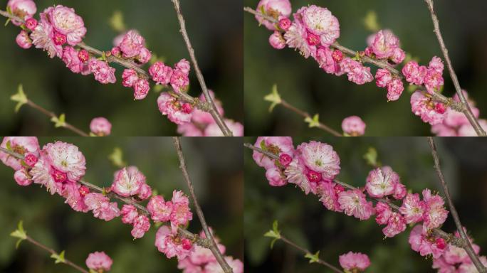 花开的延时植物生长延时