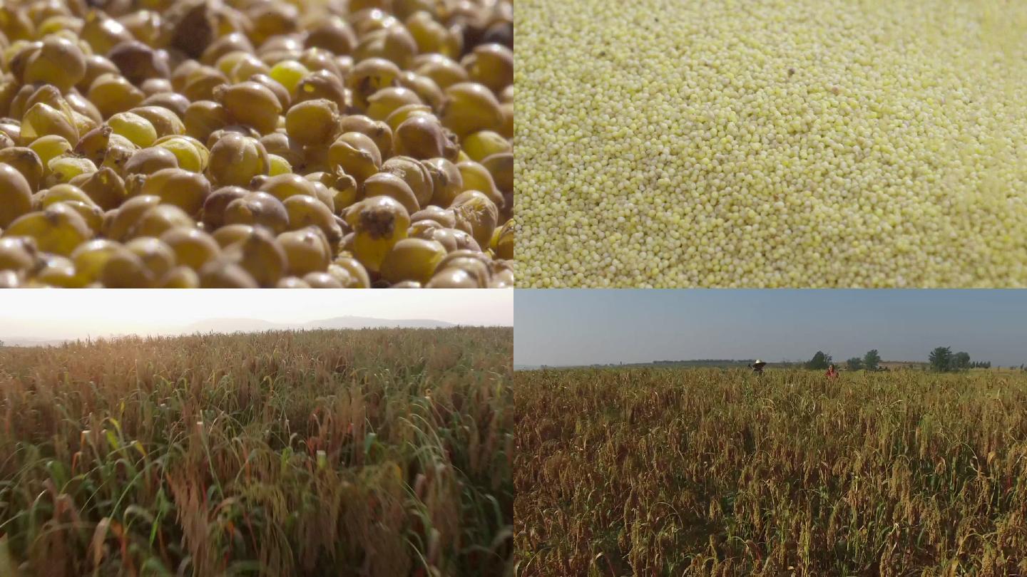 农业农作物谷物小麦藜麦粮食粮