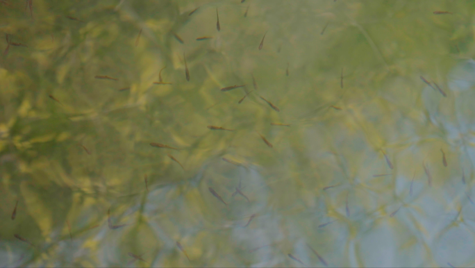 4K清澈的小河-水中小鱼-河水波纹倒影