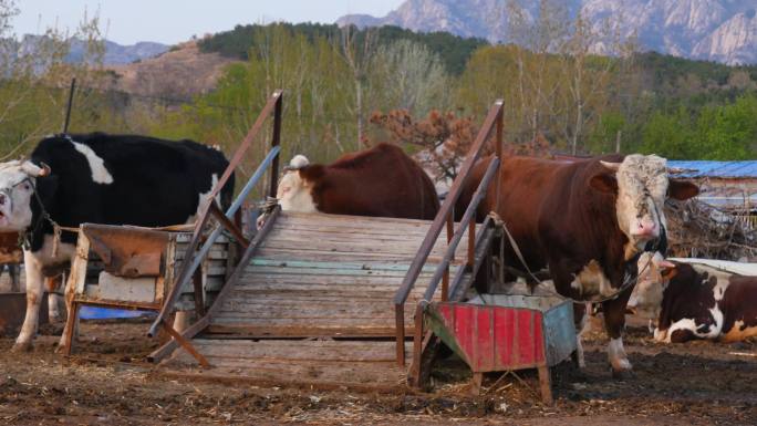 小型私人养牛场