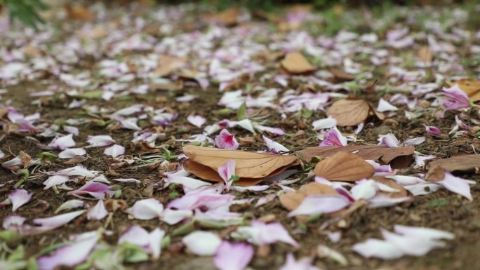 春天蜜蜂落花环卫工人扫落花（鸟叫音效）