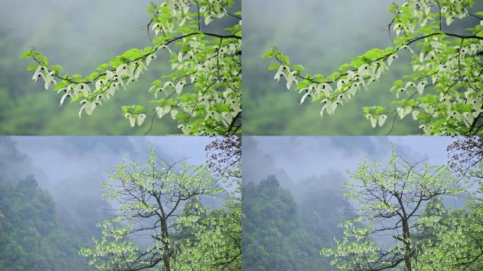 珍稀植物珙桐树鸽子花特写素材