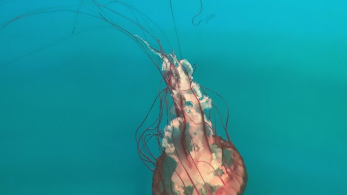 【4k实拍】海洋馆海刺水母游泳