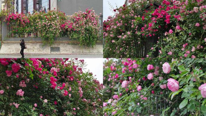 繁花似锦蔷薇花春暖花开