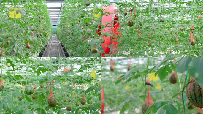 4K西瓜种植现代农业温室大棚