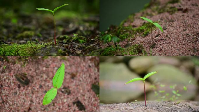 植物活化石珙桐树幼苗