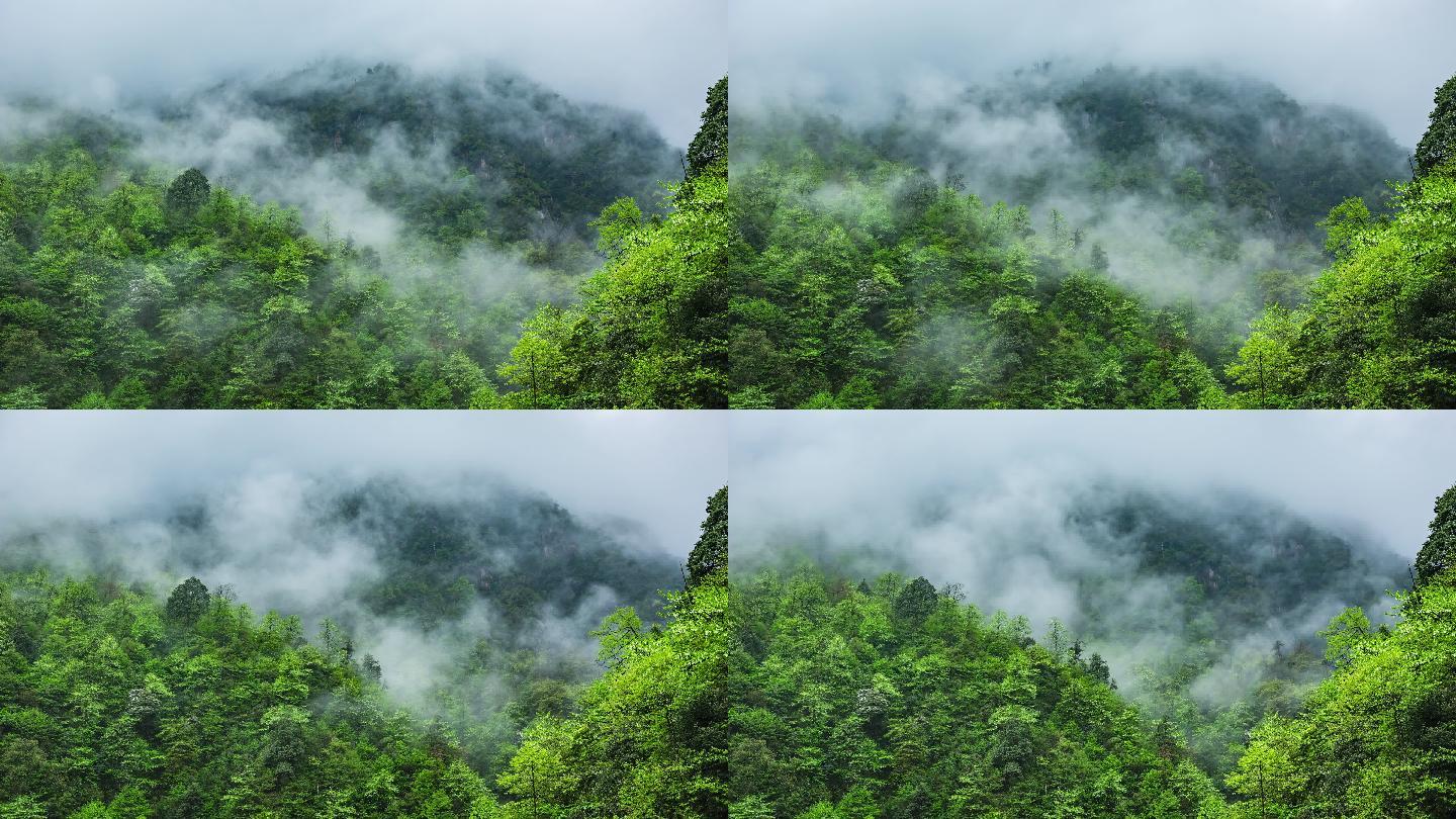 荥经鸽子花盛开山间云雾延时