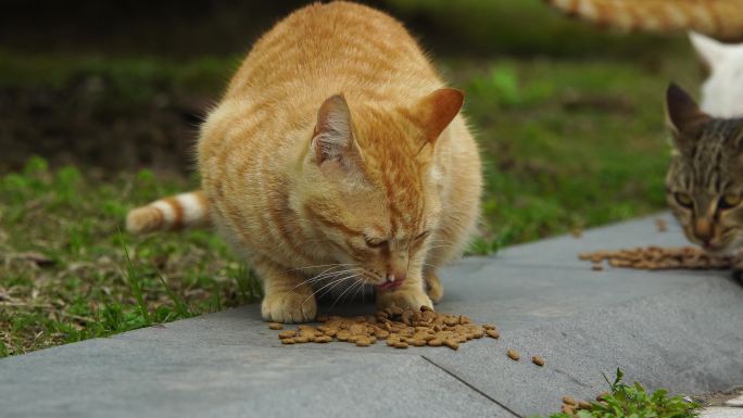 猫吃食喂食流浪猫