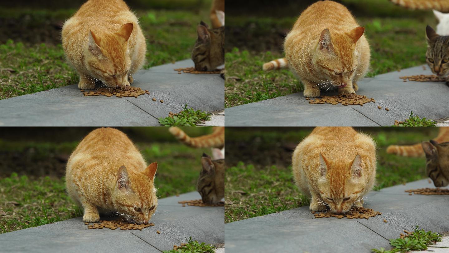 猫吃食喂食流浪猫