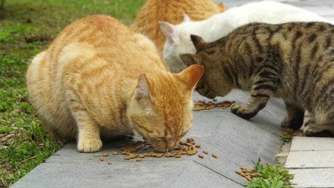 猫吃食喂食流浪猫