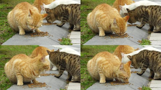 猫吃食喂食流浪猫