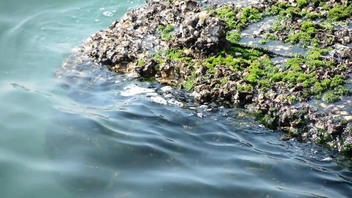 海水海边海面海苔海草藤壶
