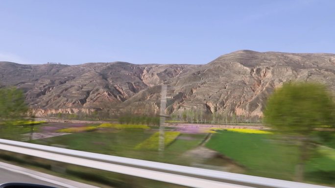 沿途风景油菜花麦田