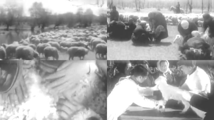60年代改良绵羊