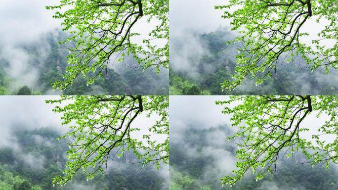 珙桐树鸽子花盛开山间云雾缭绕延时风光