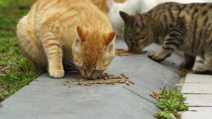 猫吃食喂食流浪猫慢动作