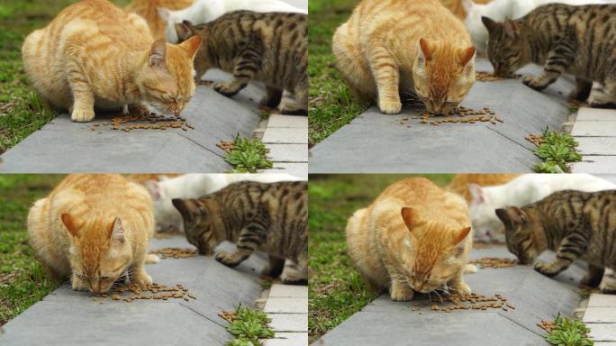 猫吃食喂食流浪猫慢动作