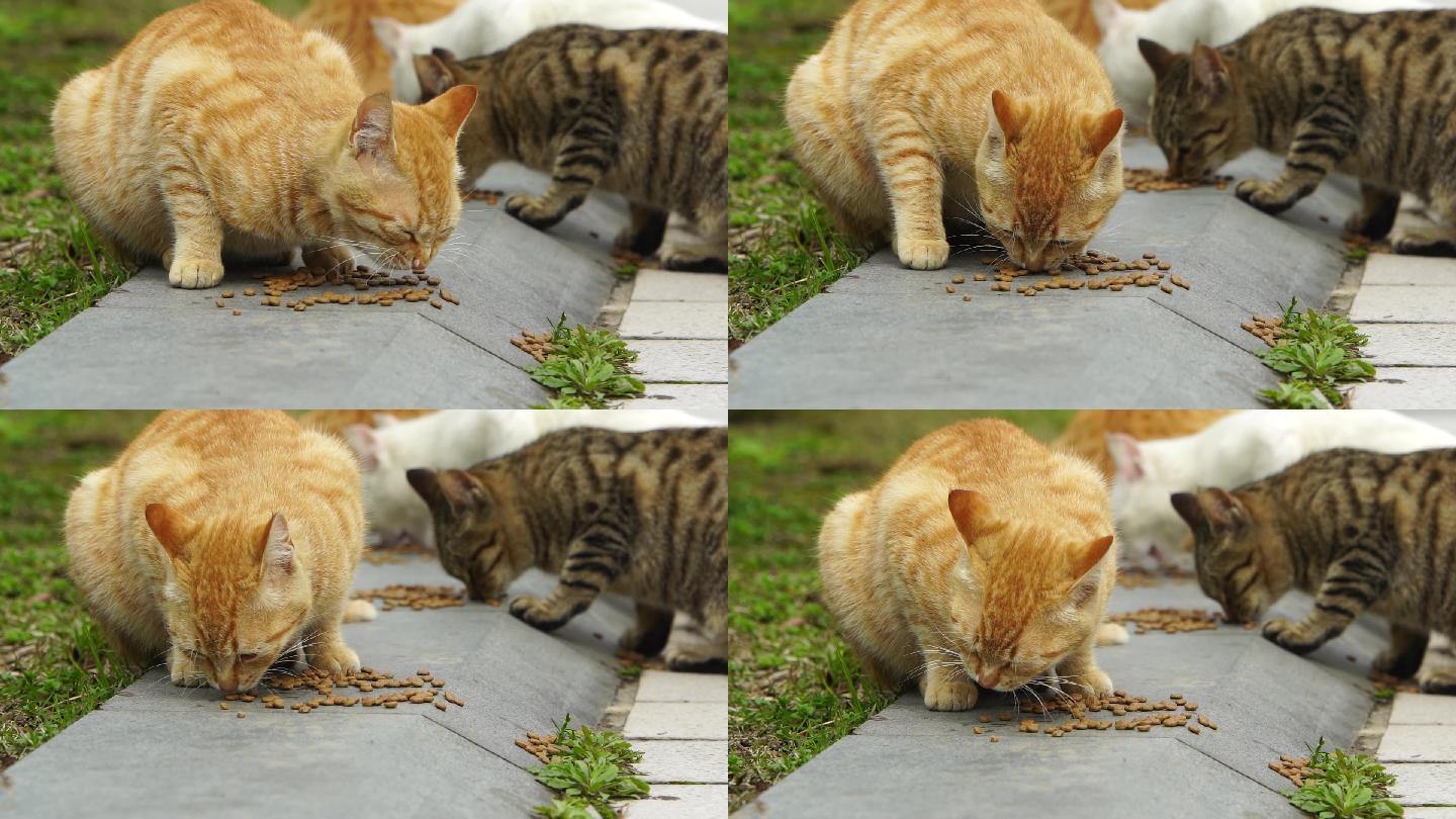 猫吃食喂食流浪猫慢动作