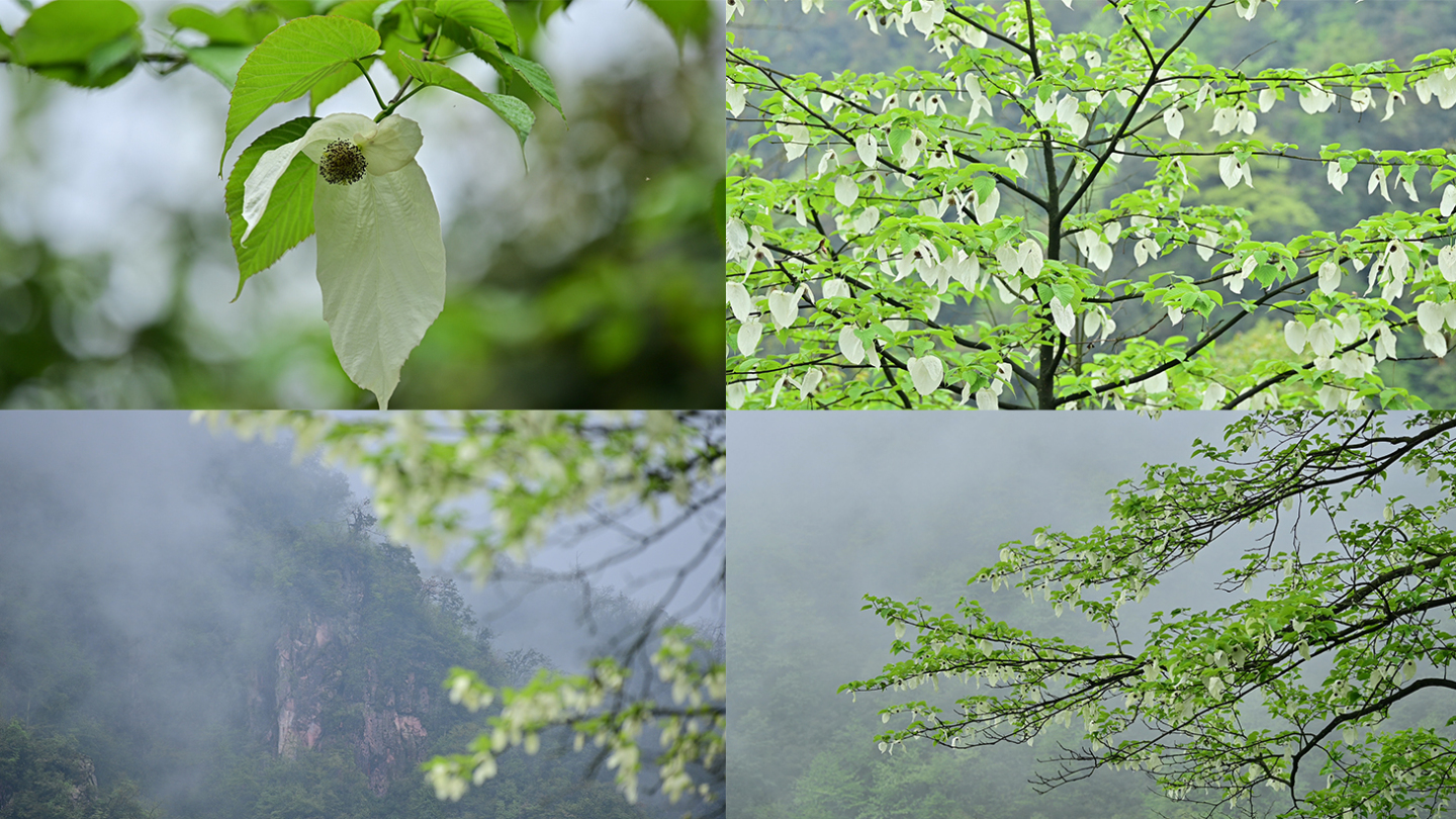 珍稀植物珙桐树鸽子花优雅绽放