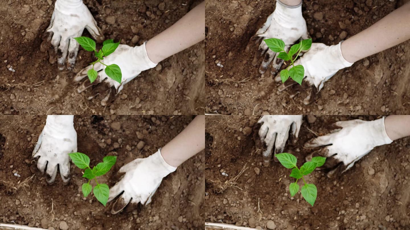 植物手种植双手素材